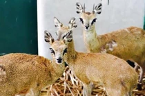 Thú quý nườm nượp “cưỡi” chuyên cơ về Phú Quốc