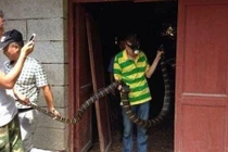 Hãi hùng rắn hổ mang chúa vào nhà dân Trung Quốc