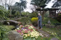 Độc đáo bãi cỏ hoang thành vườn hoa rực rỡ ở Anh