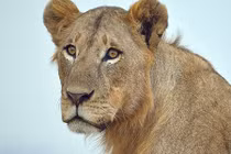 Kinh dị sư tử sổng chuồng lang thang giữa phố Dubai