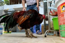 Chùm ảnh: Trại gà vảy rồng ở Sài Gòn được dân chơi săn lùng