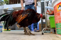 Chùm ảnh: Trại gà vảy rồng ở Sài Gòn được dân chơi săn lùng