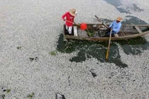 Những vụ cá chết hàng loạt do ô nhiễm