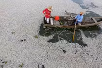 Những vụ cá chết hàng loạt do ô nhiễm