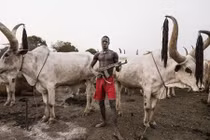 Cuộc sống của bộ tộc dùng nước tiểu của bò để tắm