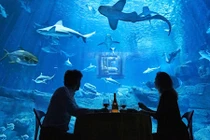 Chùm ảnh: Thưởng thức bữa ăn giữa bầy cá mập 