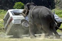 Kinh hãi loạt ảnh động vật tấn công con người