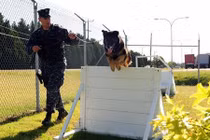 Chó nghiệp vụ của đặc nhiệm SEAL được tôi luyện thế nào?