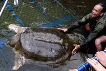 Báo quốc tế đồng loạt đưa tin về cụ Rùa Hồ Gươm