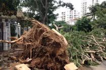 Hàng trăm cây xanh bật gốc trong KĐT Phú Mỹ Hưng