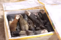 Hàng trăm chân, đuôi trâu bò thối suýt lọt vào quán phở