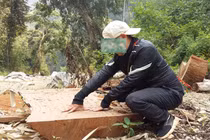 Sơn La: Nhận diện lâm tặc ngang nhiên phá rừng Chiềng Khừa