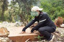 Sơn La: Nhận diện lâm tặc ngang nhiên phá rừng Chiềng Khừa