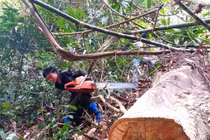 Lâm tặc phá rừng Chiềng Khừa: Kiểm Lâm Sơn La nói chỉ là cây khô, chết