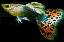 Vẻ đẹp mê hoặc của loài cá nguy hiểm nhất hành tinh