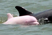 Cận cảnh cá heo hồng quý hiếm tái xuất sau 8 năm