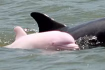 Cận cảnh cá heo hồng quý hiếm tái xuất sau 8 năm