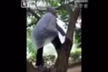 Xem cụ bà 97 tuổi trèo cây nhanh đến ngỡ ngàng