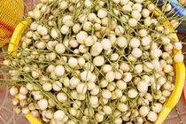 Đã mắt ngắm đặc sản dâu Hạ Châu chín vàng