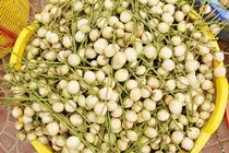 Đã mắt ngắm đặc sản dâu Hạ Châu chín vàng