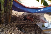 Bắt "sát thủ" đi từ Hà Nội vào Nghệ An để giết người