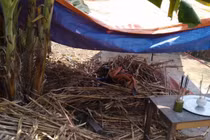 Bắt "sát thủ" đi từ Hà Nội vào Nghệ An để giết người