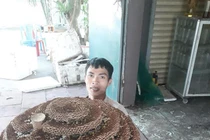 Choáng với tổ ong rừng độc tố cực mạnh nặng 35kg 