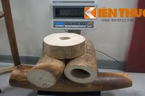 Nhiều ngà voi, sừng tê giác tuồn về Việt Nam bị bắt giữ