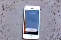 Xôn xao clip iPhone 6 “thôi miên” đàn kiến kỳ lạ