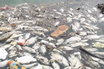 Cá chết nổi trắng hồ ở Đà Nẵng sau cơn mưa lớn