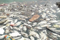 Cá chết nổi trắng hồ ở Đà Nẵng sau cơn mưa lớn