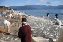 Clip đánh bắt cá cực hoành tráng 