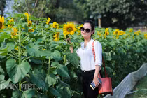 Thiếu nữ Hà thành háo hức chụp hoa hướng dương ở thành Thăng Long