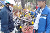 Ảnh: Người dân Thủ đô thích thú ngắm mai vàng khoe sắc trên phố