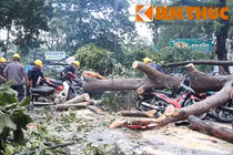 Clip cây bật gốc, đè bẹp 100 xe máy ở TP HCM