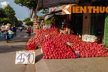 Ào ạt bán tháo thanh long giá rẻ giật mình 2.000 đồng/kg