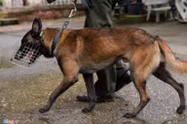 Chó nghiệp vụ chỉ nơi giấu ma tuý, thuốc nổ TNT trong chớp nhoáng