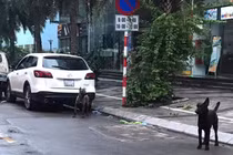 Bị phạt 700.000 đồng vì 3 con chó làm cả tuyến phố Hà Nội hoang mang 