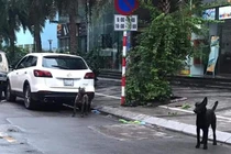 Bị phạt 700.000 đồng vì 3 con chó làm cả tuyến phố Hà Nội hoang mang 