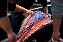 Hình ảnh ấn tượng trong chợ cá ngừ triệu đô 