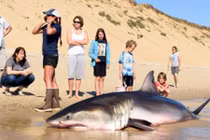 Giải cứu cá mập trắng khổng lồ mắc kẹt trên bờ biển