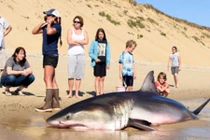 Giải cứu cá mập trắng khổng lồ mắc kẹt trên bờ biển