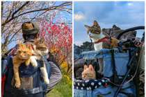 Ghen tỵ với 2 chú mèo du lịch khắp Nhật Bản cùng ông chủ doanh nhân