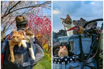 Ghen tỵ với 2 chú mèo du lịch khắp Nhật Bản cùng ông chủ doanh nhân