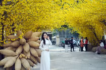 Phố ông Đồ vàng rực, thu hút giới trẻ đến "check in" dịp Tết Nguyên đán 