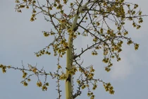 Trả hàng chục triệu mua cây cảnh lạ cao hơn 6m