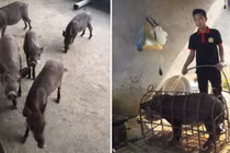 Ám ảnh thực phẩm bẩn, 9x startup với mô hình "từ trang trại đến bàn ăn"