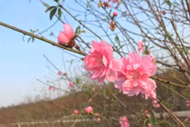 Đào nở sớm, người dân rủ nhau mua về chơi Tết Dương lịch