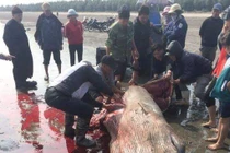 Sự thật vụ xẻ thịt cá voi đem bán gây phẫn nộ ở Nam Định