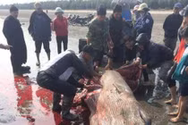 Sự thật vụ xẻ thịt cá voi đem bán gây phẫn nộ ở Nam Định